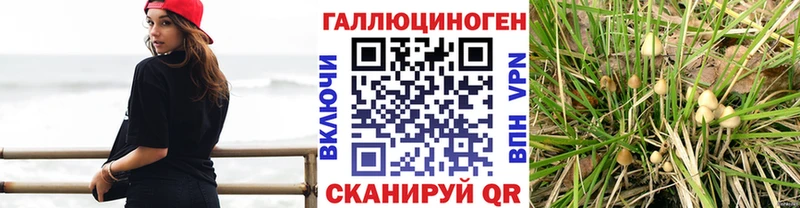KRAKEN ССЫЛКА  сколько стоит  Руза  Галлюциногенные грибы Psilocybe 